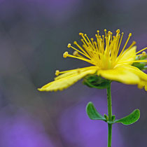 Blüte in der Neru Wulmstorfer Heide - Foto: Borg Enders