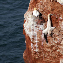 7. Platz 171 Pkt.   Helgoland - Todesfalle   -   Foto:   Willi Heinsohn