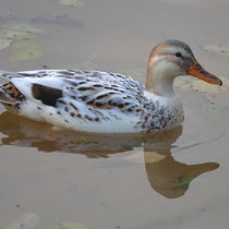 Silber Appleyard Ente, Neuwiedenthal - Foto: Uta Svensson