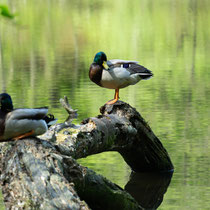 11. Platz 134 Pkt. Am Wasser - Monoka Stock