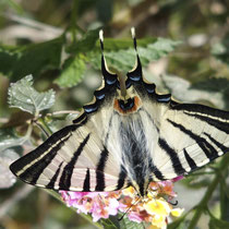 Segelfalter - Foto: Elvira Lütt