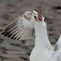Jauchzet frohlocket - Ort: Hamburger Fischmarkt - Foto: Hans Jeikowski