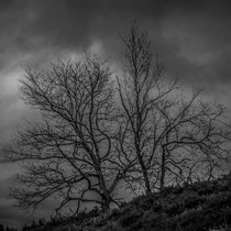 Fischbeker Heide - Foto: Gesche Andresen