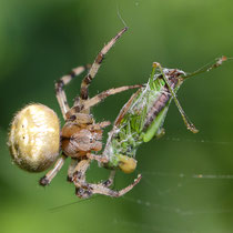 Vierfleck-Kreuzspinne, Neuwiedenthal - Foto: Uta Svensson