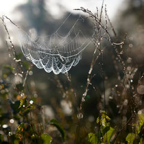 12 Ort: Tister Bauernmoor - Foto: Pertti Raunto