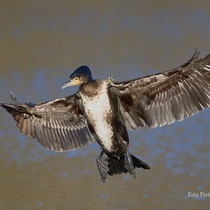 Landeanflug  - Foto: Pertti Raunto