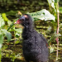 Teichhuhnküken im Neuwiedenthaler Graben - Foto: Volker Svensson