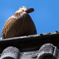 Stockente auf dem Dachfirst des Hauses von Hans - Foto: Hans Dieckmeyer