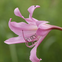 Lilie, Arboretum - Foto: Gesine Schwerdtfeger