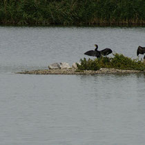 Kormorane - Ort: Vogelstation Wedel - Foto: Willi Heinsohn