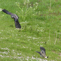 11 Ort: Mühlensand - Foto: Gesine Schwerdtfeger