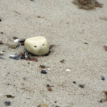 Beobachtung am Ostseestrand - Foto: Gerd Jürgen Hanebeck