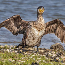 Kormoran als Sonnenanbeter - Foto: Adolf Dobslaff