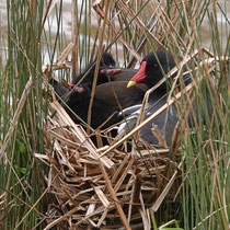 Kinderstube, Neuwiedenthal - Foto: Uta Svensson