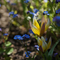 017 Botanische Tulpe   -   Mai_16 - Foto: Willi Heinsohn