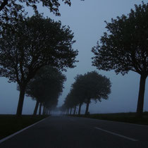 Windschiefe Bäume im Abendnebel - Foto: Gerd Jürgen Hanebeck