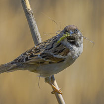 Feldsperling mit Nistmaterial - Ort: NABU Vogelstation Wedeler Marsch - Foto: Benjamin Trede