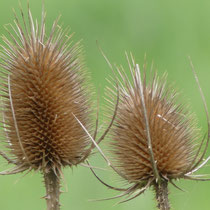 Stacheliges Paar, Verblühte wilde Karde, Mühlensand, Gesine Schwerdtfeger