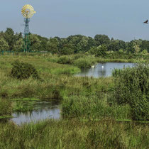 8. Platz 169 Pkt.   Naturschutzgebiet ,,Die Reit"   -   Foto:   Adolf Dobslaff