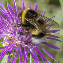 3. Platz 124 Pkt. Hummel auf Flockenblume - Foto: Adolf Dobslaff