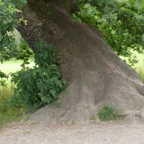 16 Alte Eiche - Ort: Jenischpark - Foto: Gesine Schwerdtfeger