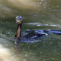 Kormoran, Neuwiedenthaler Teich - Foto: Volker Svensson