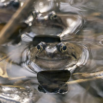 Frosch, Fischbek - Foto: Dagmar Esfandiari