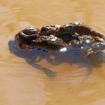 Männerüberschuss, Neuwiedenthal - Foto: Uta Svensson