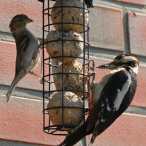 Specht und Spatz - Foto: Uta Svensson