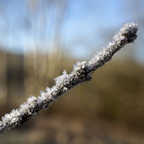 Frostig - Foto: Holger Tobuschat