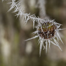 Nagel - Foto: Holger Tobuschat