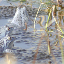 Blaue individuell gemusterte Moorfroschmännchen mit Laichballen, Pietzmoor - Foto: Gesine Schwerdtfeger