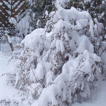 Schnee im Garten