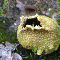 Leerer Kartoffelbovist, Neugrabener Heide - Foto: Gesine Schwerdtfeger