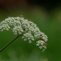 Voll besetzte Engelwurzblüte - Foto: Gesine Schwerdtfeger