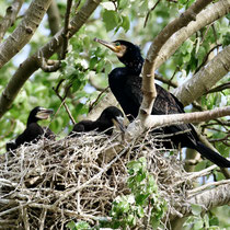 Kinderstube der Kormorane - Ort: Moorfleeter Hauptdeich - Foto: Hans Jeikowski