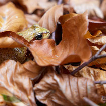 Ich verstecke mich - Ort: Kleckerwald - Foto: Pertti Raunto