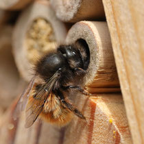 Gehörnte Mauerbiene beim Nestbau - Ort: Neuwiedenthal - Foto: Uta Svensson