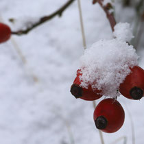 Winter in Neuwiedenthal - Foto: Volker Svensson