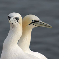 Basstölpel auf Helgoland - Foto: Uwe Suckow