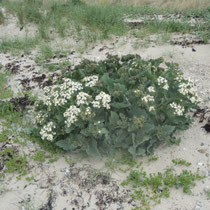 Echter Meerkohl (Crambe maritima) - Foto: Gerd Jürgen Hanebeck