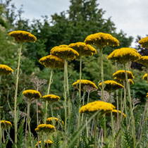 Foto: Hans Dieckmeyer