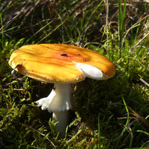 Ockertäubling, Fischbeker Heide - Foto: Gesine Schwerdtfeger