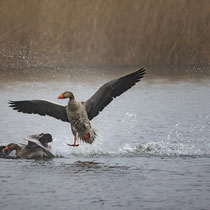 06 Vogelstation Wedeler Marsch - Foto: Holger Tobuschat