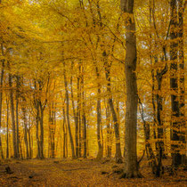 5 Goldener Herbst - Foto: Holger Tobuschat