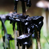 Schopftintlinge - Foto: Gerd Jürgen Hanebeck