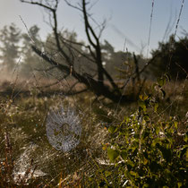 14 Ort: Tister Bauernmoor - Foto: Pertti Raunto