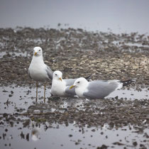 04 Vogelstation Wedeler Marsch - Foto: Holger Tobuschat