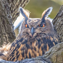 Uhu beim Brüten, Duvenstedter Brook - Foto: Adolf Dobslaff