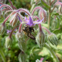 Foto: Gesine Schwerdtfeger